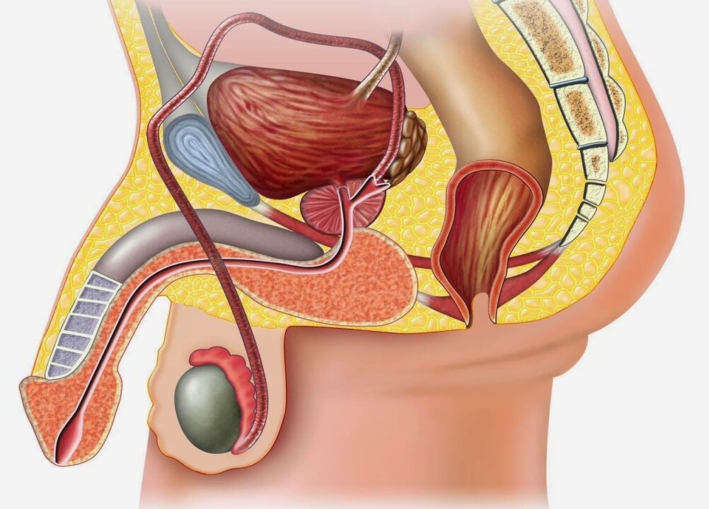 La structure de la prostate et des tissus environnants